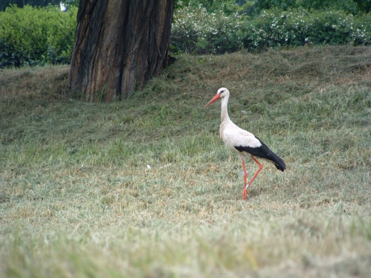 Wallpapers Animals Birds - Storks Cigogne d'Alsace