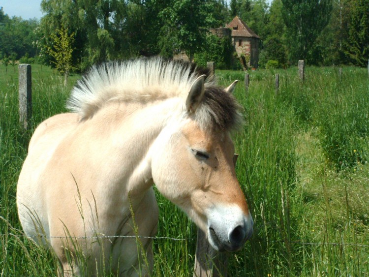 Fonds d'cran Animaux Chevaux Cool !