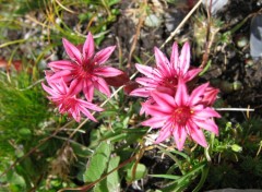 Fonds d'cran Nature fleurs de montagnes