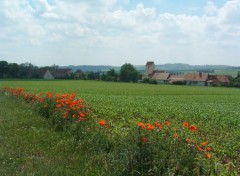 Fonds d'cran Voyages : Europe Coquelicots