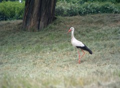 Wallpapers Animals Cigogne d'Alsace