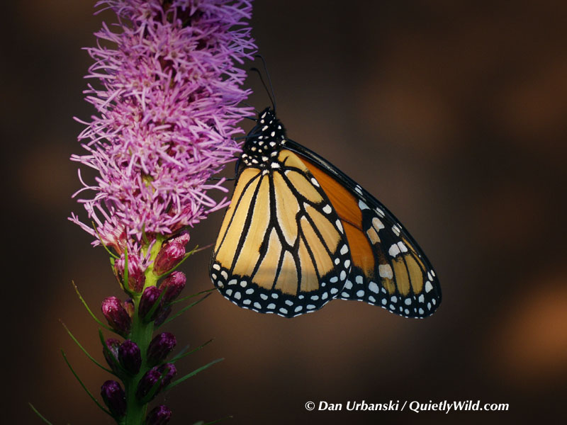 Fonds d'cran Animaux Insectes - Papillons Monarque sur fleur