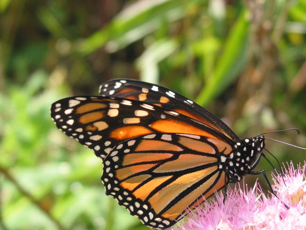 Wallpapers Animals Insects - Butterflies Monarque de profil