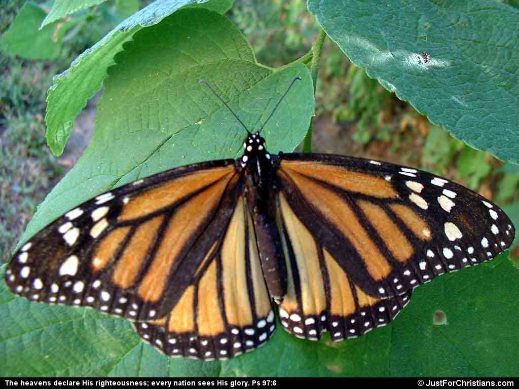 Wallpapers Animals Insects - Butterflies Monarque de dos