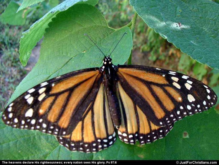 Wallpapers Animals Insects - Butterflies Monarque de dos