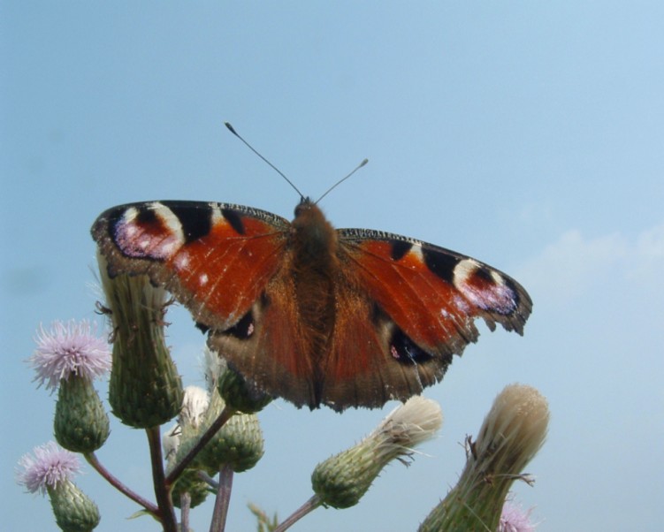 Fonds d'cran Animaux Insectes - Papillons Pret  s'envoler...