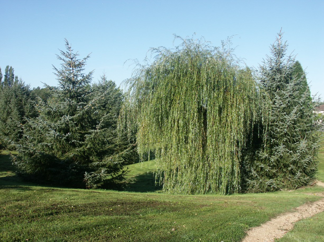 Fonds d'cran Nature Arbres - Forts 