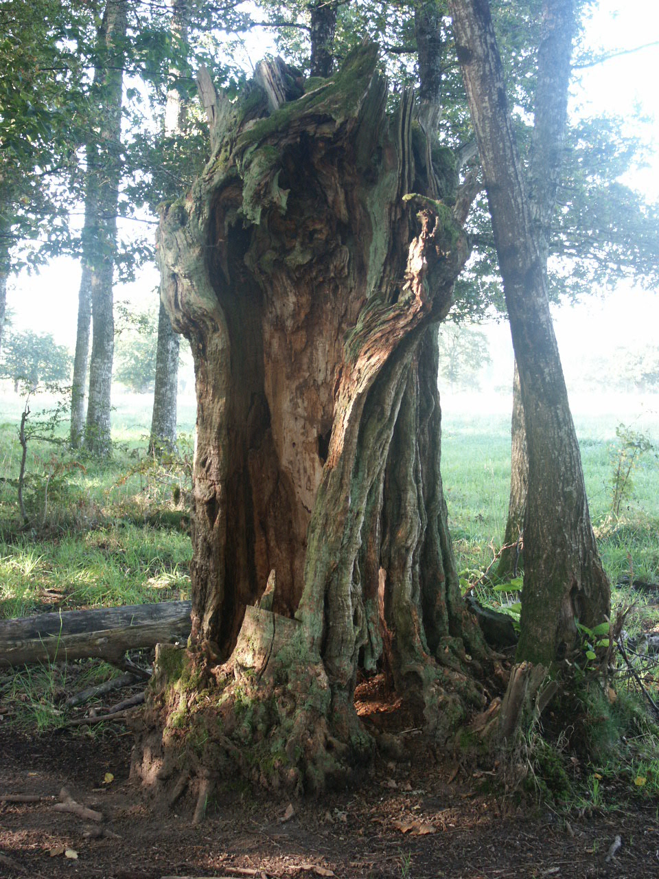 Fonds d'cran Nature Arbres - Forts Usure du temps