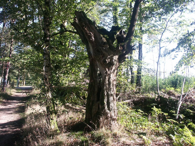 Fonds d'cran Nature Arbres - Forts 