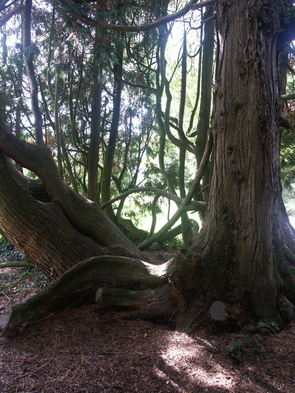 Fonds d'cran Nature Arbres - Forts Thuya Gant