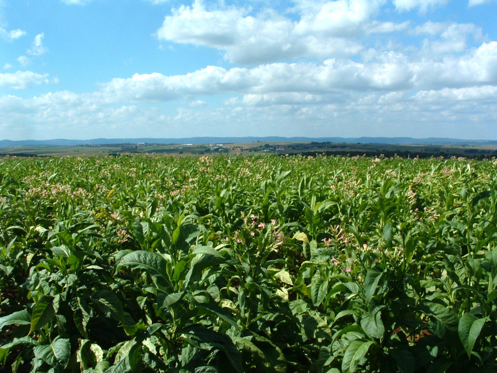 Fonds d'cran Voyages : Europe France > Alsace Champs de tabac