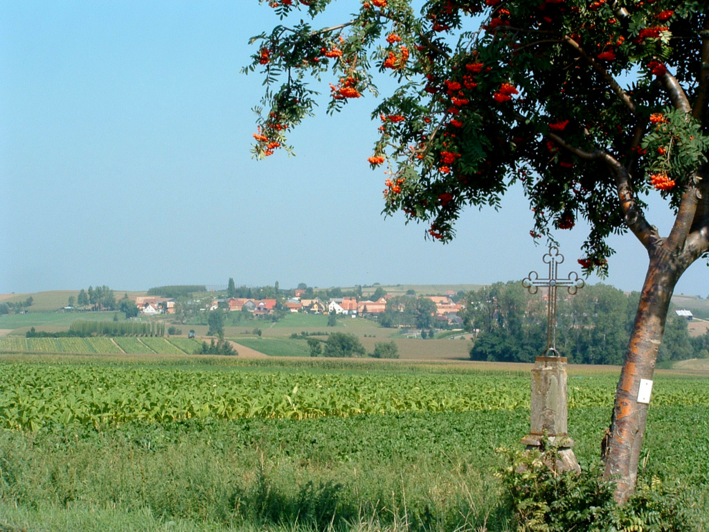 Wallpapers Trips : Europ France > Alsace Friedolsheim