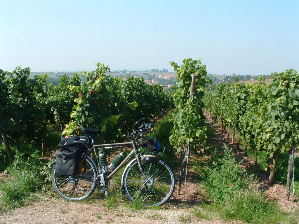 Fonds d'cran Voyages : Europe France > Alsace Du raisin avant de reprendre la route !