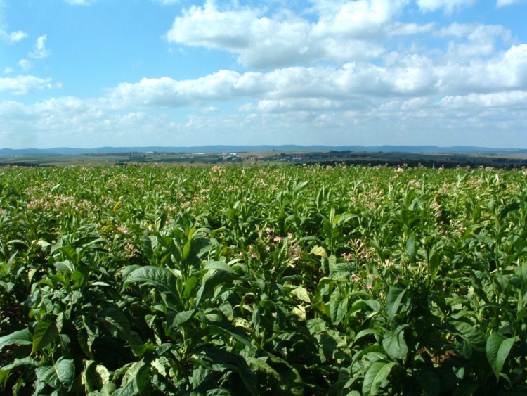 Fonds d'cran Voyages : Europe France > Alsace Champs de tabac