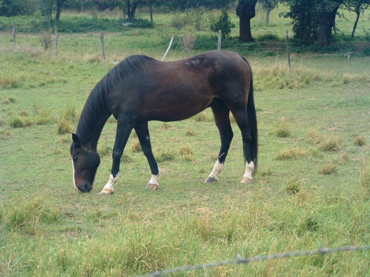 Fonds d'cran Animaux Chevaux Wallpaper N78583