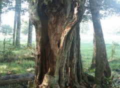 Fonds d'cran Nature Usure du temps