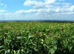 Fonds d'cran Voyages : Europe Champs de tabac