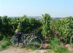 Fonds d'cran Voyages : Europe Du raisin avant de reprendre la route !