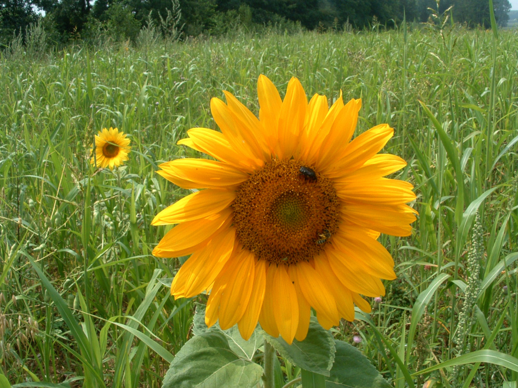 Fonds d'cran Nature Fleurs Tourne tournesol