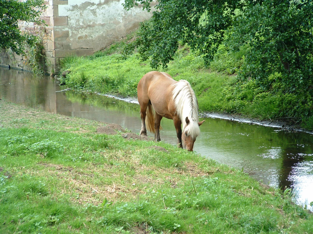 Fonds d'cran Animaux Chevaux Le calme au bord de l'eau...