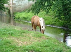 Fonds d'cran Animaux Le calme au bord de l'eau...