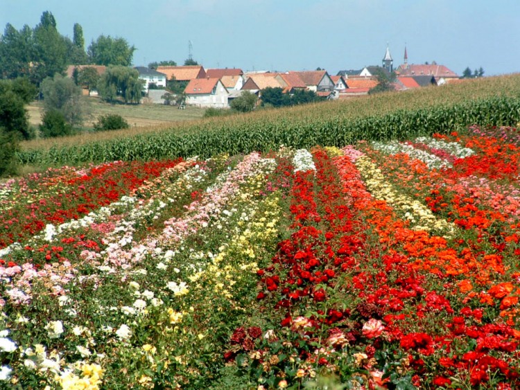 Fonds d'cran Voyages : Europe France > Alsace Vue sur Friedolsheim