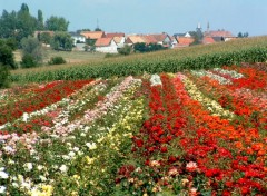 Fonds d'cran Voyages : Europe Vue sur Friedolsheim