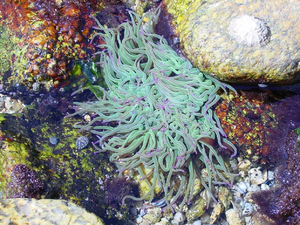 Fonds d'cran Nature Mers - Ocans - Plages anemone