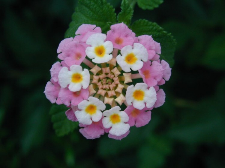 Fonds d'cran Nature Fleurs Fleur de Corfou