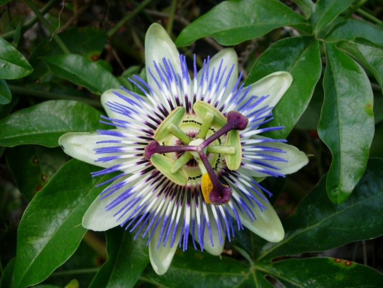 Wallpapers Nature Flowers Passion Flower