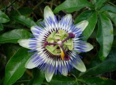 Wallpapers Nature Passion Flower