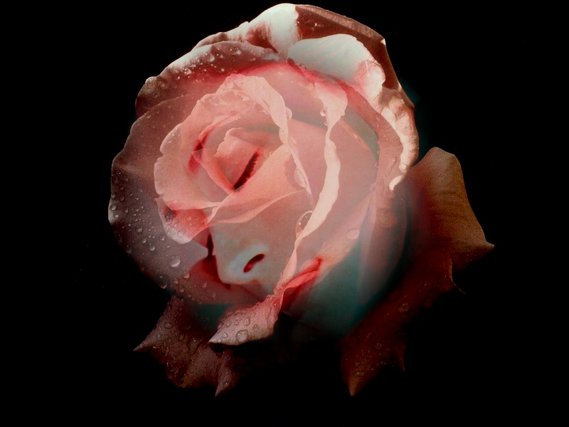 Wallpapers Digital Art Abstract rose