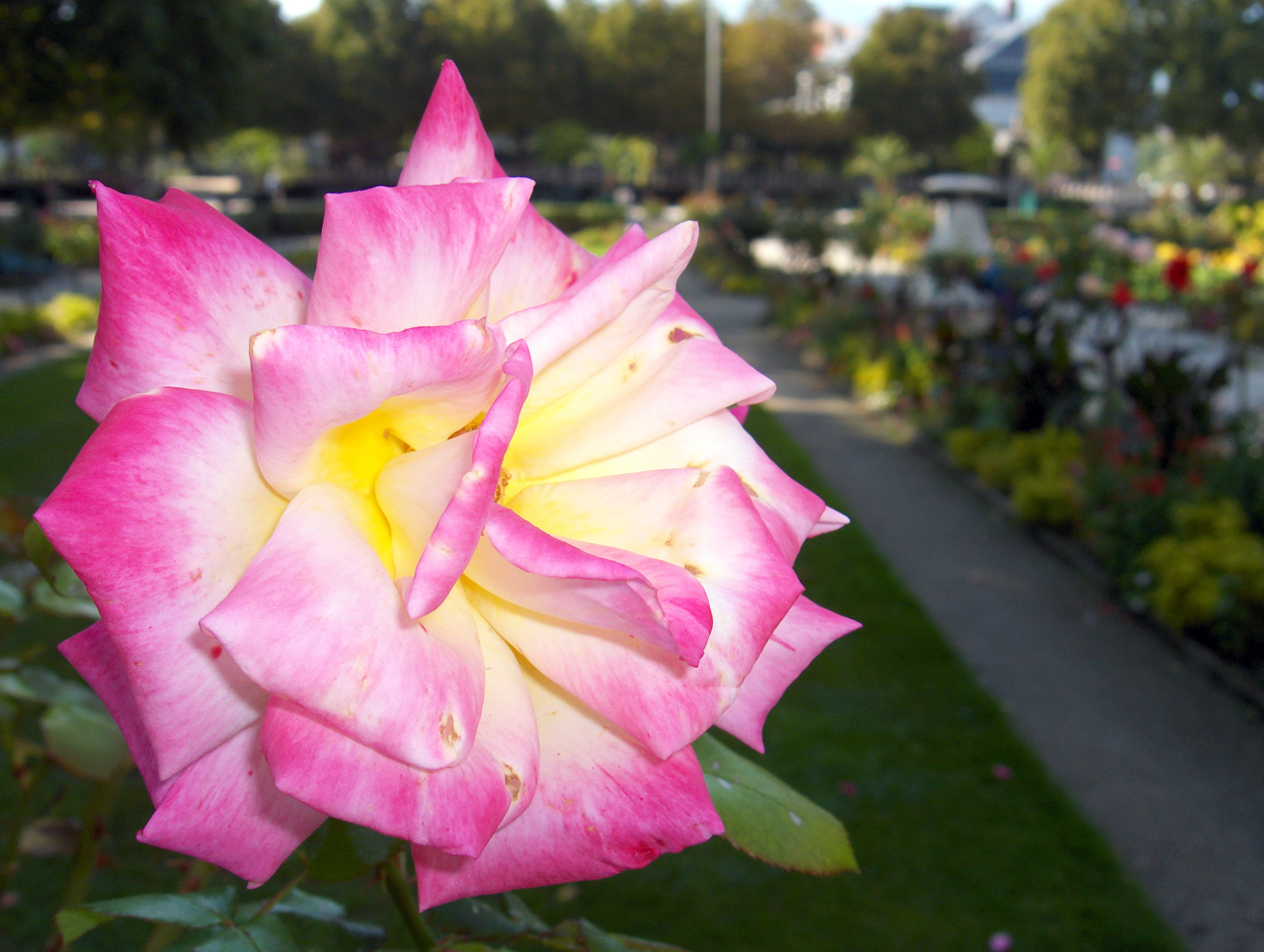 Wallpapers Nature Flowers rose