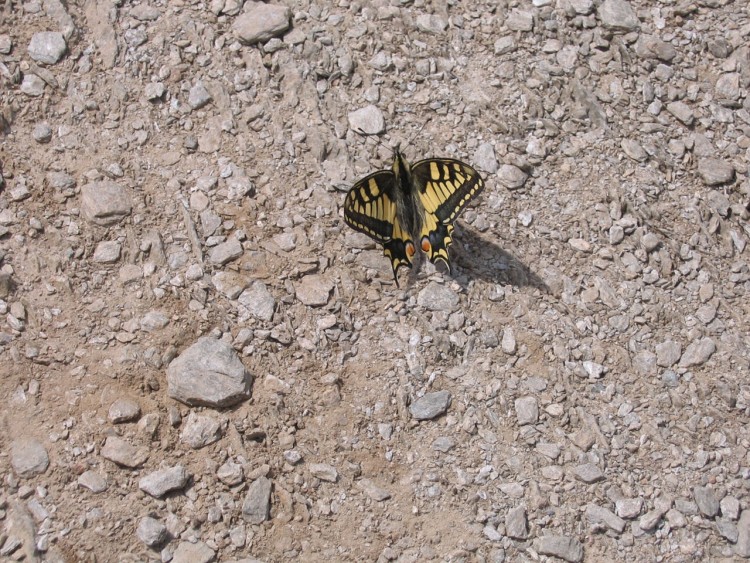 Fonds d'cran Animaux Insectes - Papillons Papillon