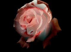 Wallpapers Digital Art rose