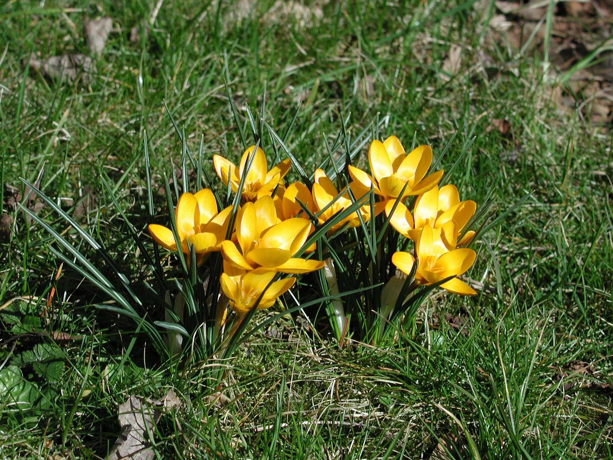 Fonds d'cran Nature Fleurs 