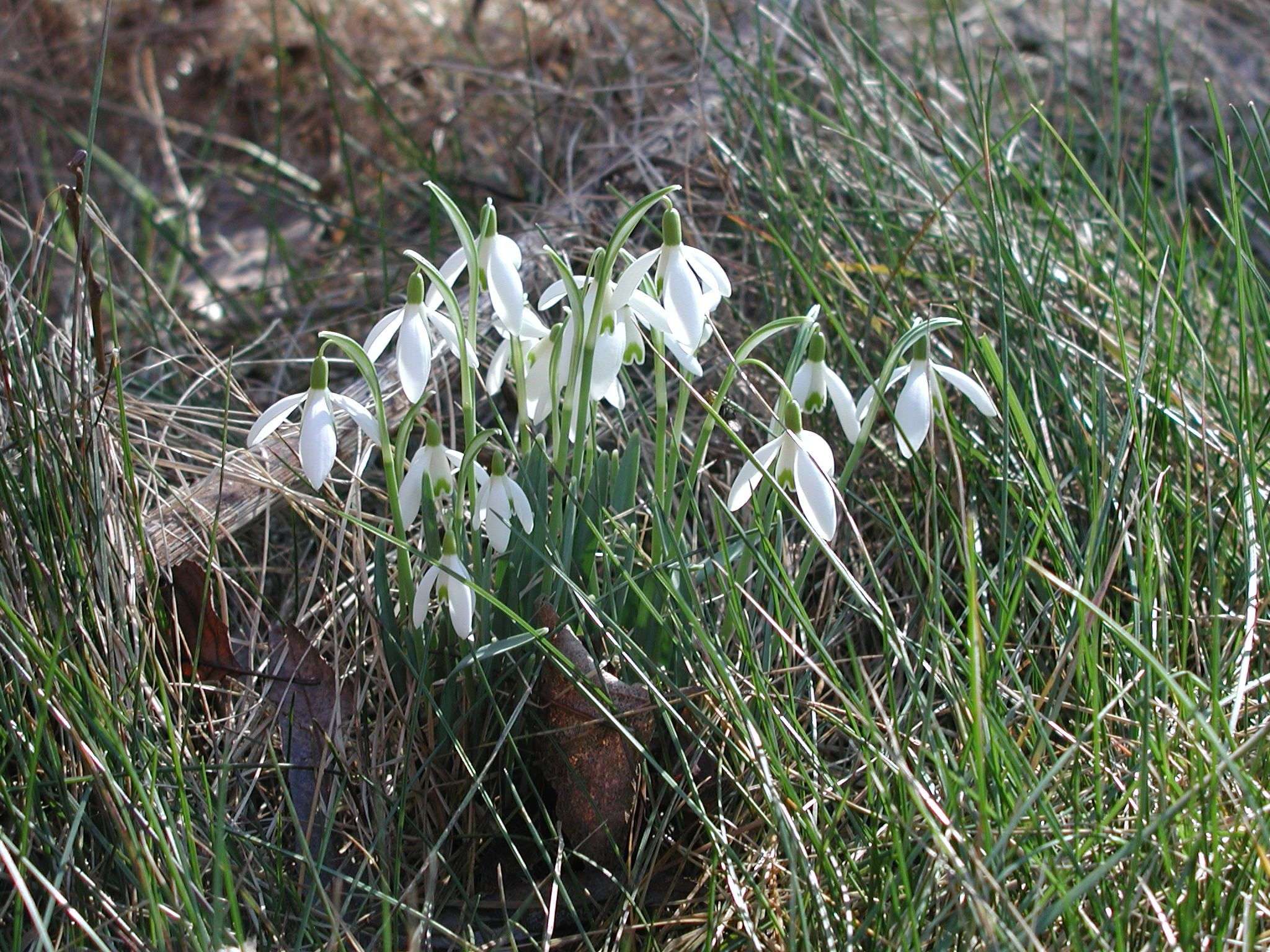 Fonds d'cran Nature Fleurs 