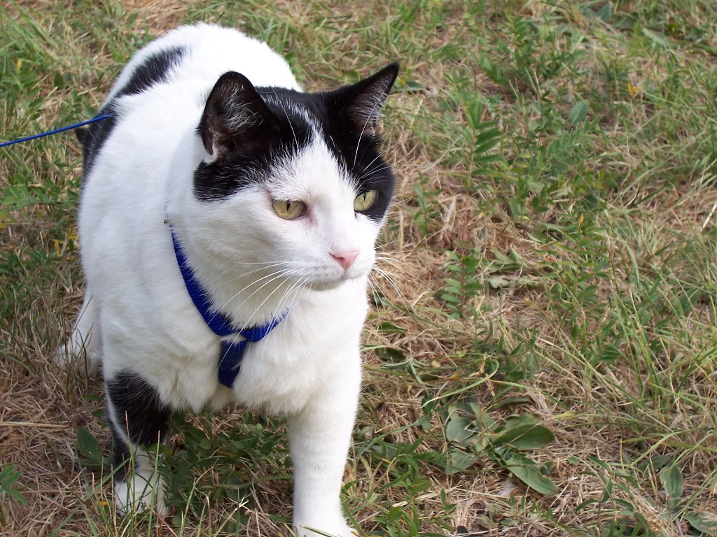 Fonds d'cran Animaux Chats - Chatons pompon