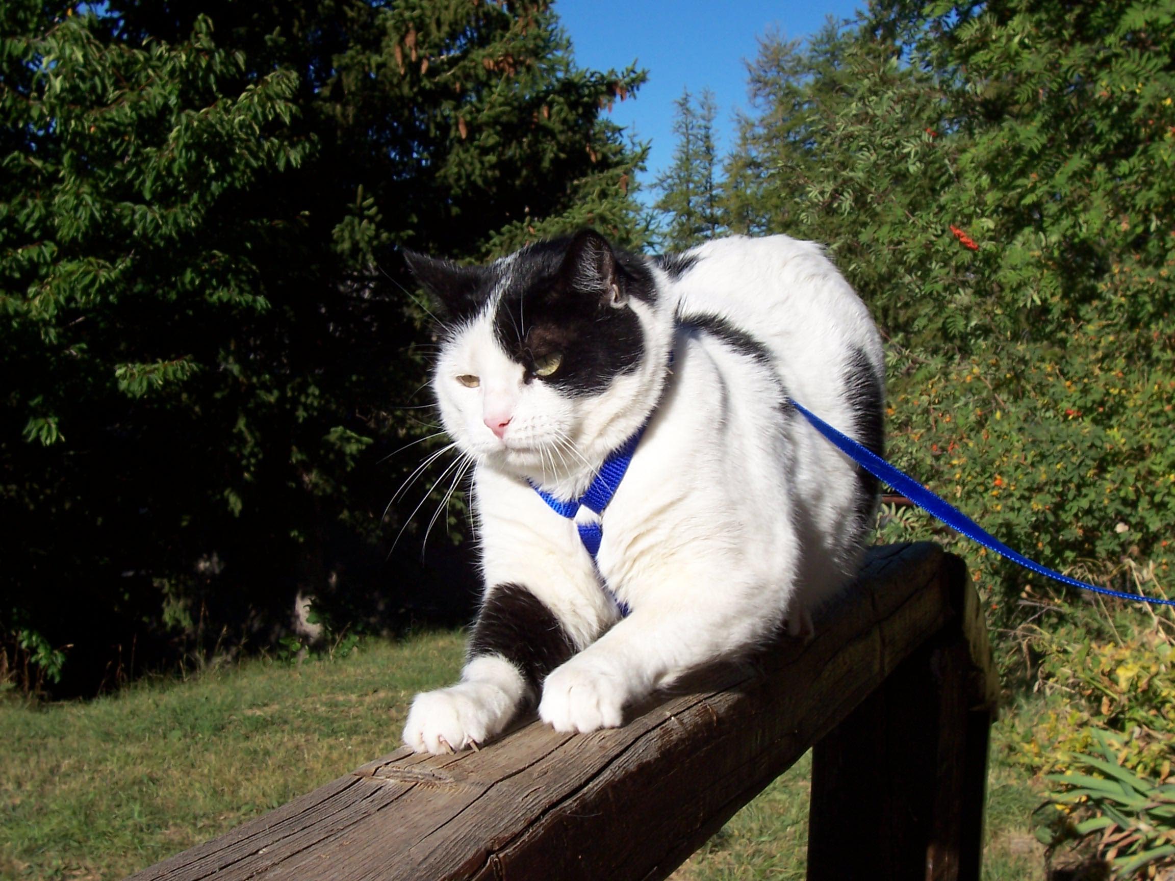 Fonds d'cran Animaux Chats - Chatons pompon