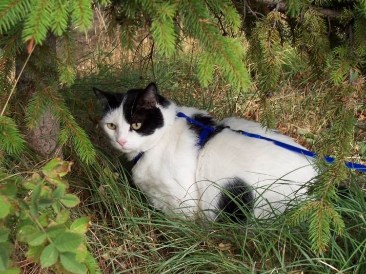 Fonds d'cran Animaux Chats - Chatons pompon