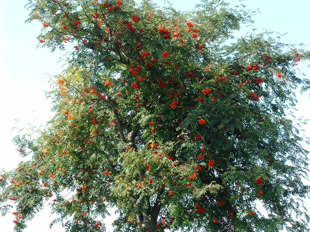 Fonds d'cran Nature Arbres - Forts 