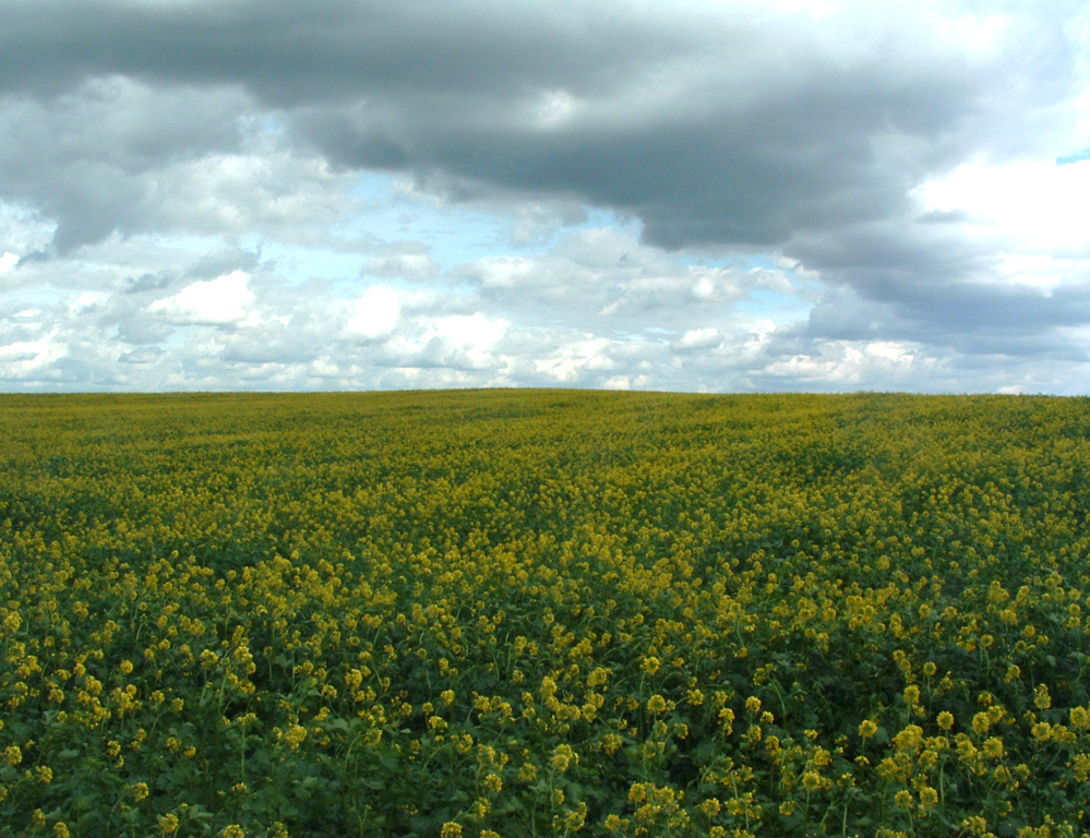 Wallpapers Trips : Europ France > Alsace Champ de colza (vous sentez l'odeur ?)