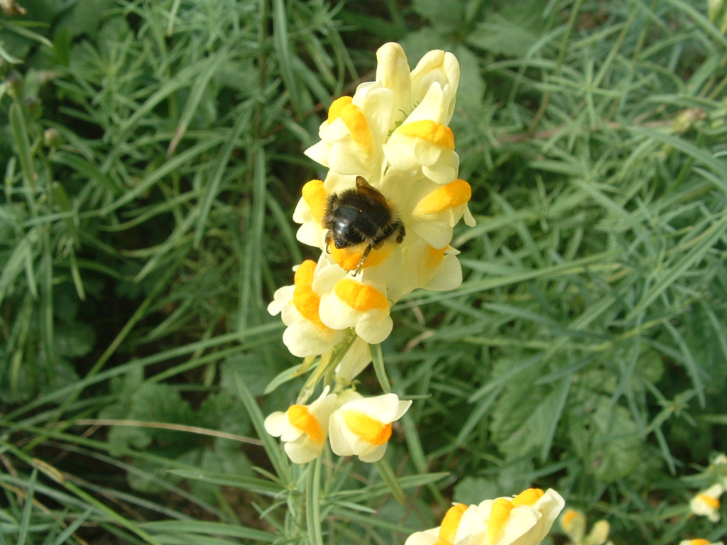 Fonds d'cran Animaux Insectes - Abeilles Gupes ... Bzzzz.... A la recherche du nectar