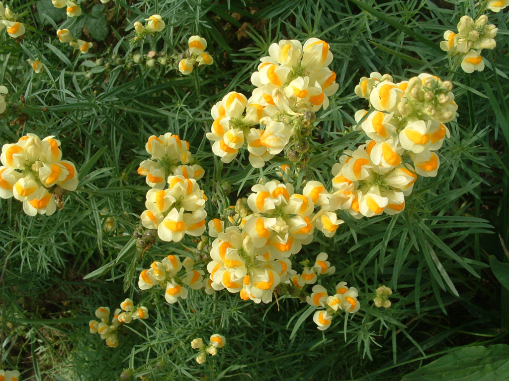 Fonds d'cran Nature Fleurs 