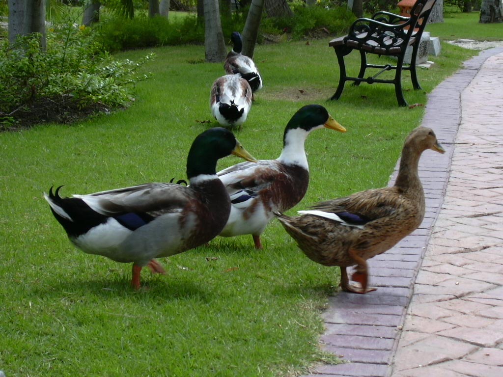 Wallpapers Animals Birds - Ducks on se ballade