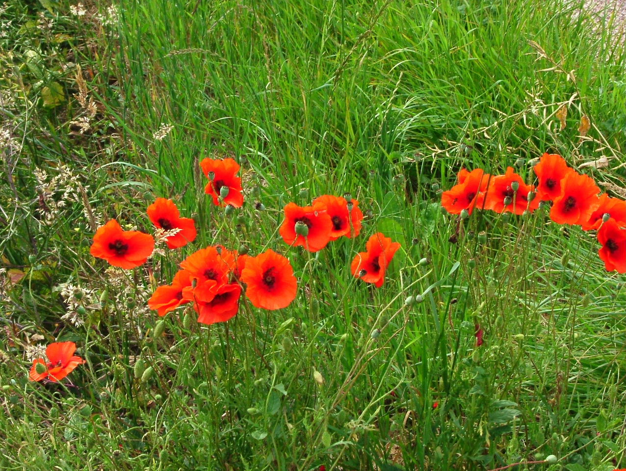 Wallpapers Nature Flowers Coquelicots du matin .. chagrin