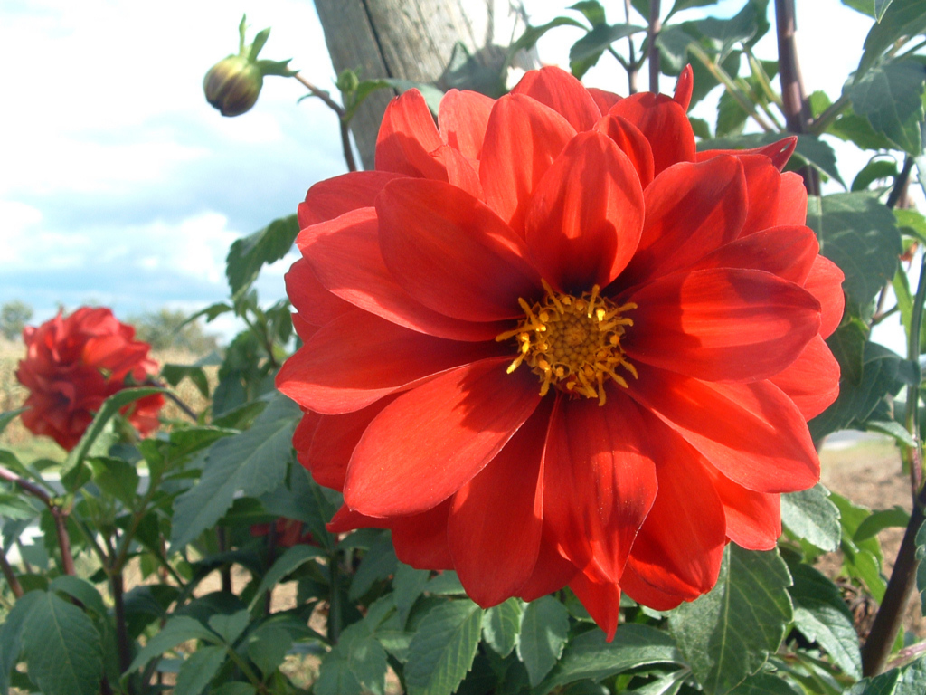 Fonds d'cran Nature Fleurs 