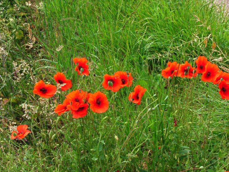 Wallpapers Nature Flowers Coquelicots du matin .. chagrin