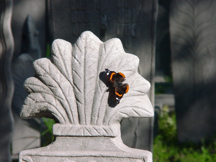 Fonds d'cran Animaux Insectes - Papillons Pierre tombale  Istanbul