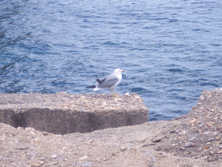 Fonds d'cran Animaux Oiseaux - Canards Est-ce la mer qu'il contemple ?